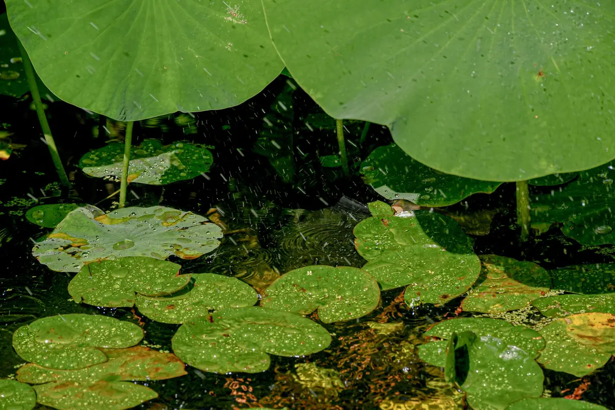 What Is a Rain Garden? An Explainer for Homeowners